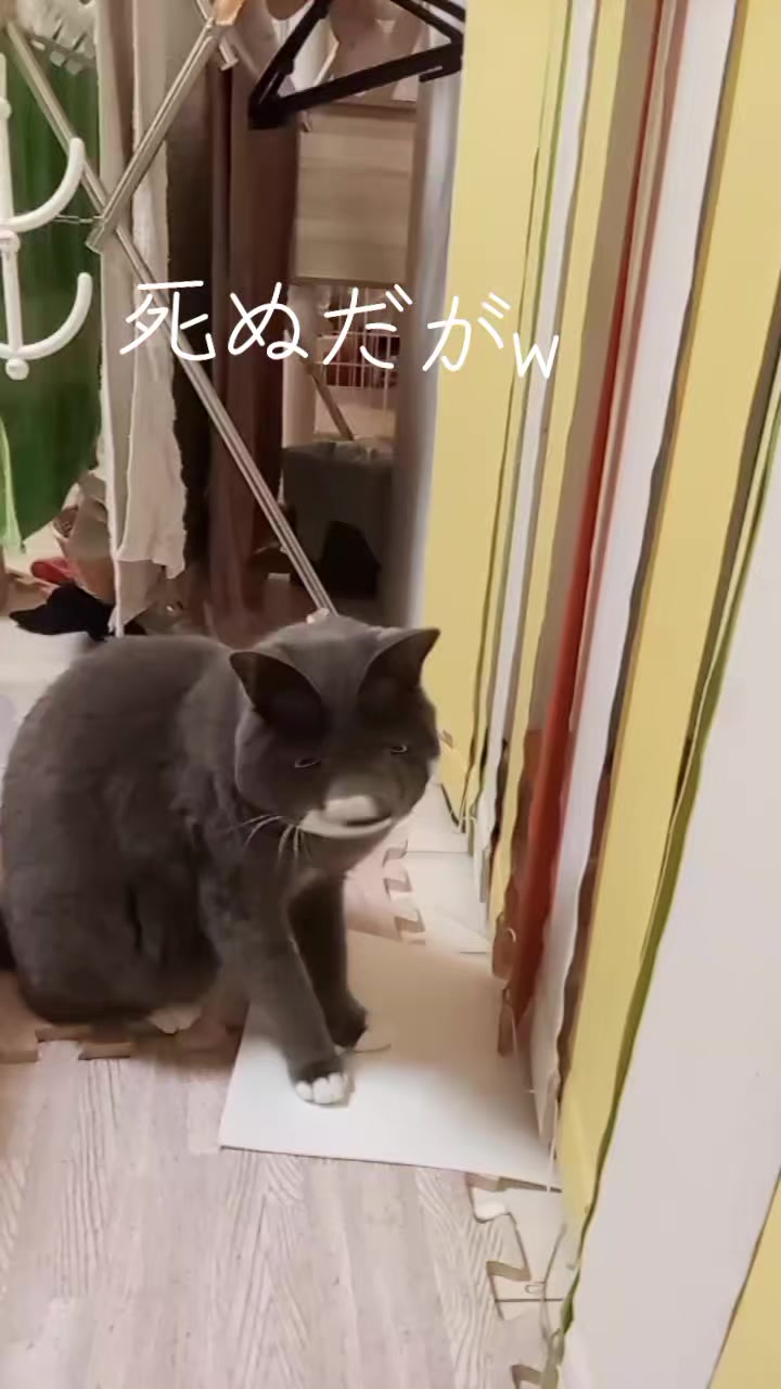 @🏳🐬🏳🐬紗代(さよ)