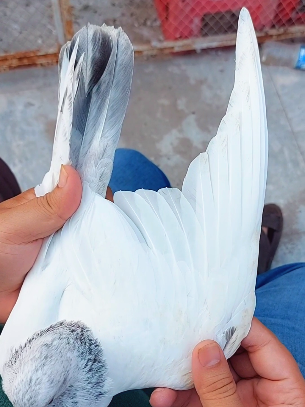 @Pak Pet Zone ( Shebi Shokeen )