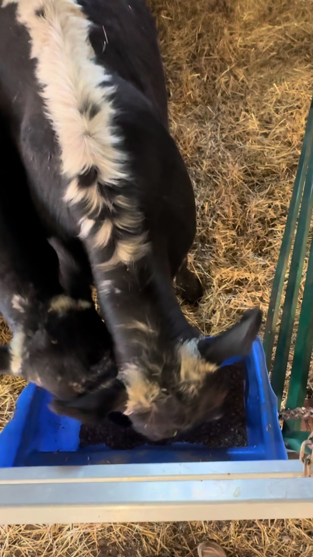 @Speckle Park Cattle 🇨🇦