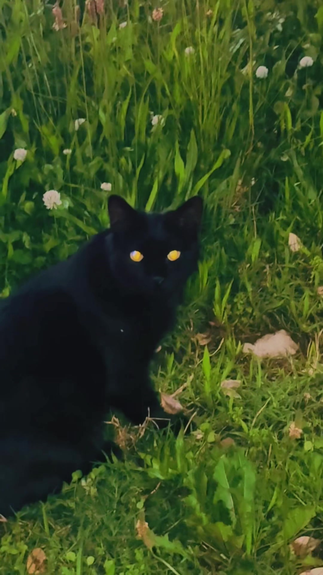 @pantherthecat_28