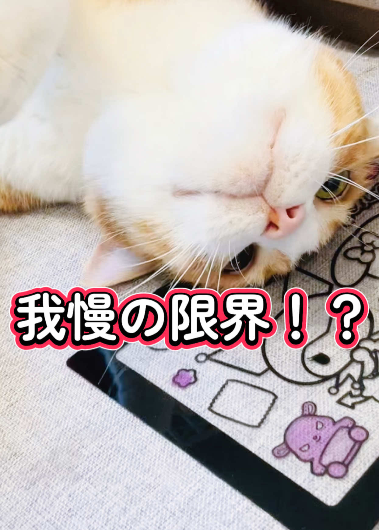 @みーこchannel
