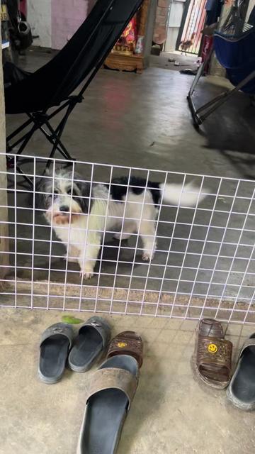 @Nị Đẹp Chó 🐶