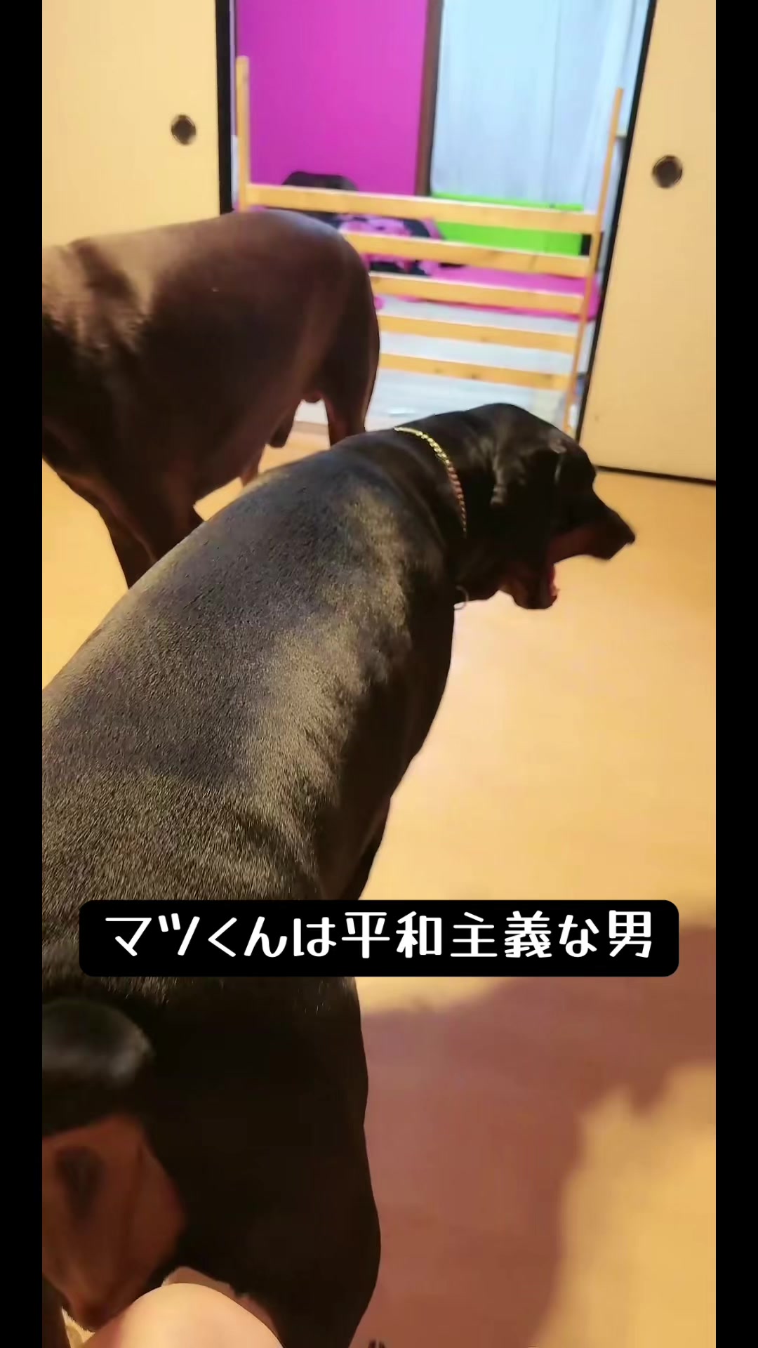 @🐣DOBERMAN🩷DORUMA