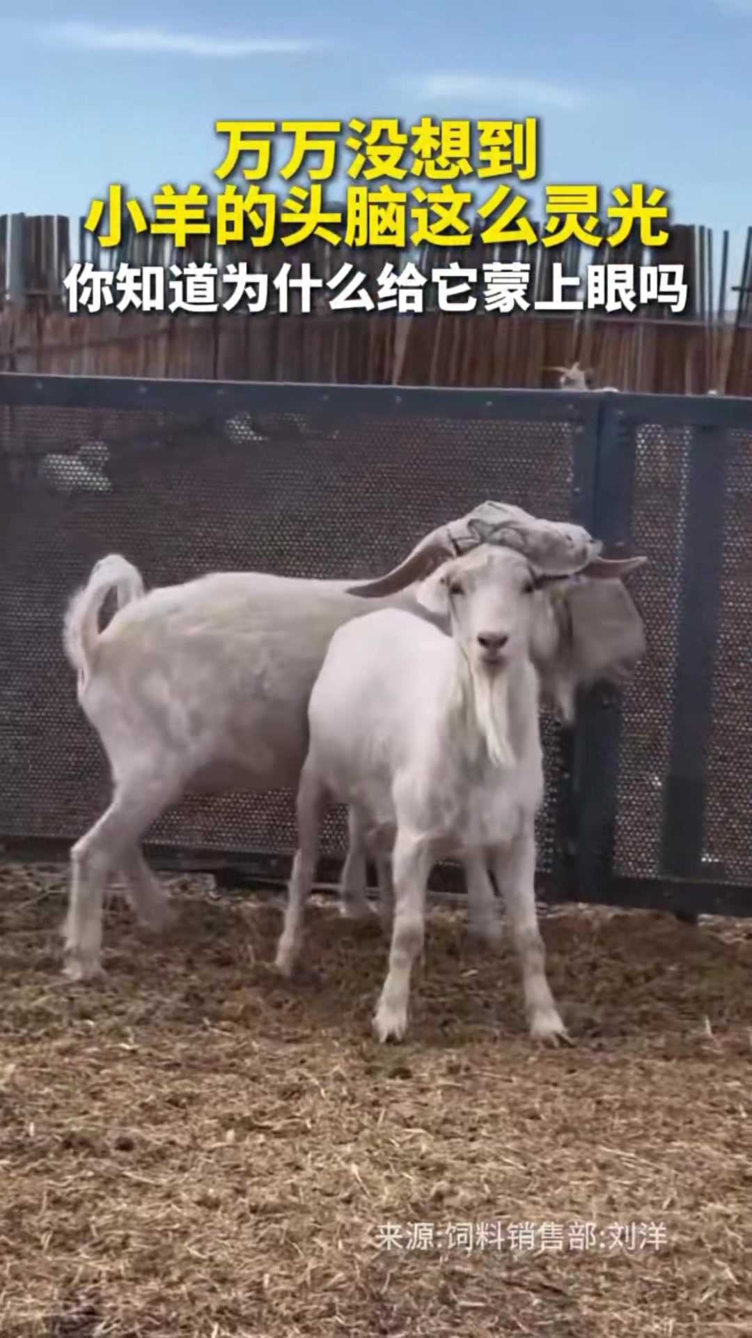 @中国蓝国际