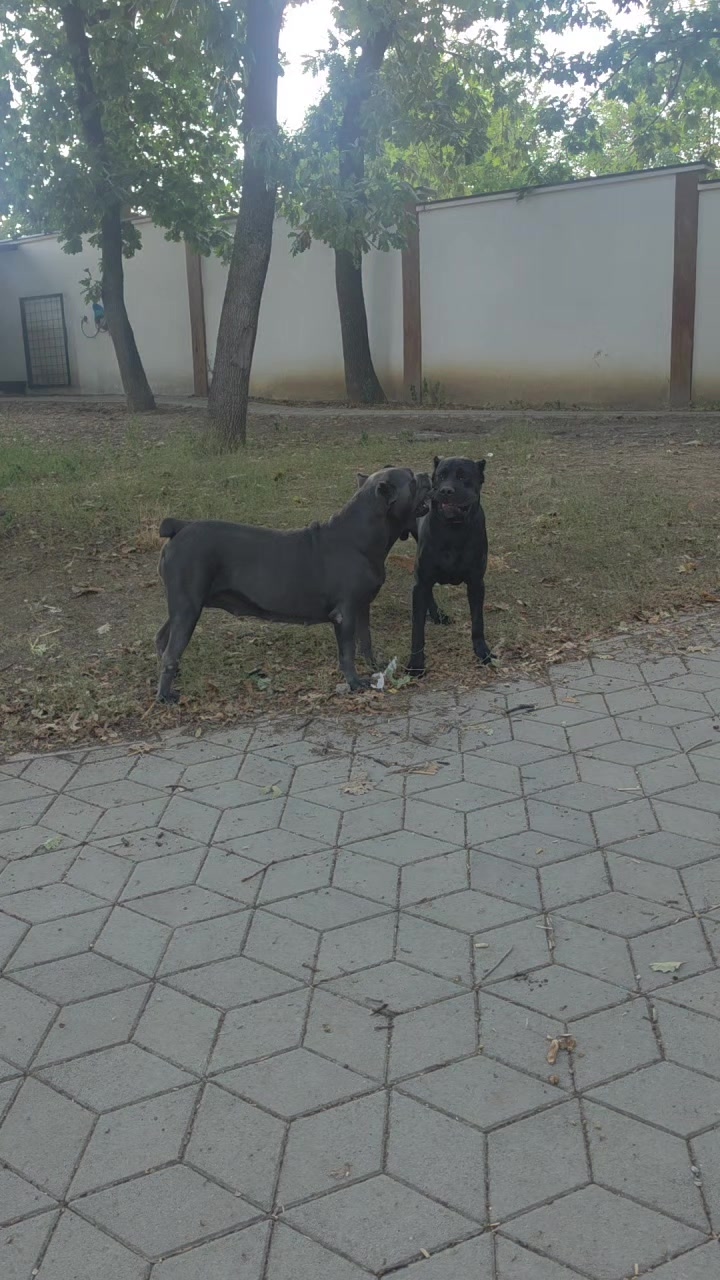 @vmkg