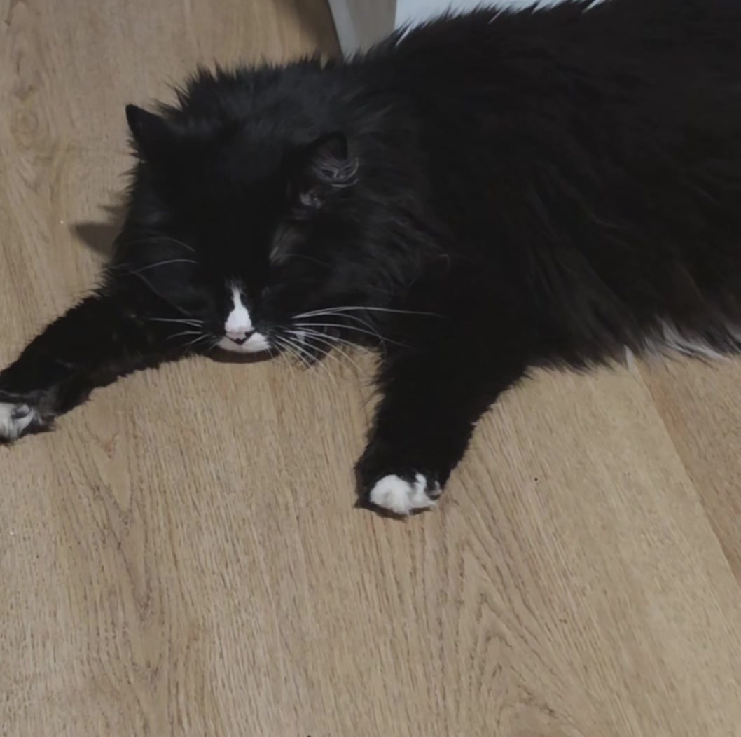 @AtticaTheTuxedoCat