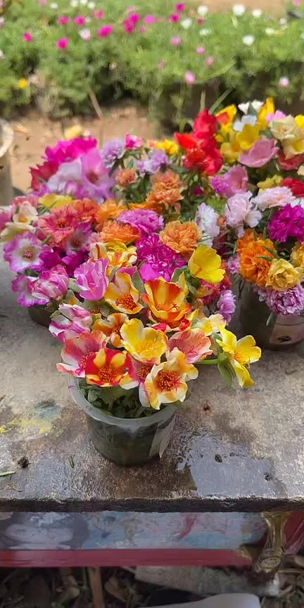 @Xeema_Nursery