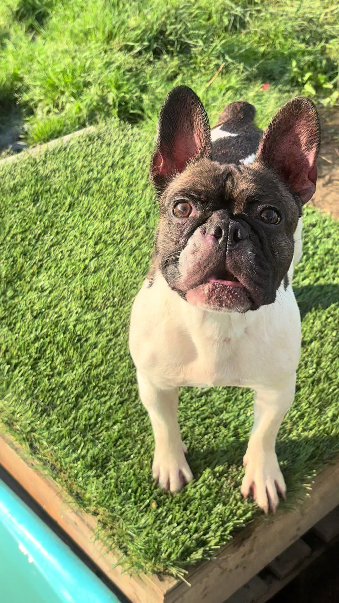 @St&eacute;phanie | PugsFrenchies 💜🐶