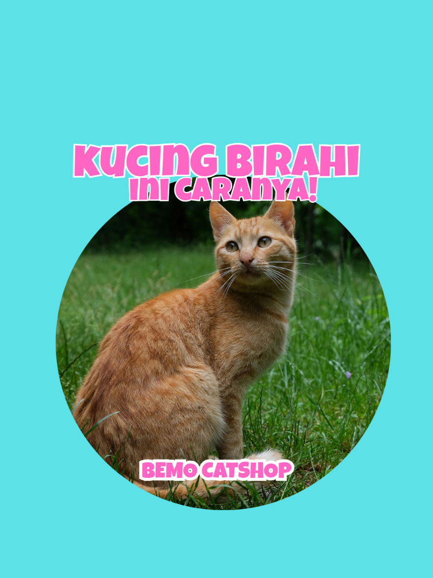 @Bemo Catshop