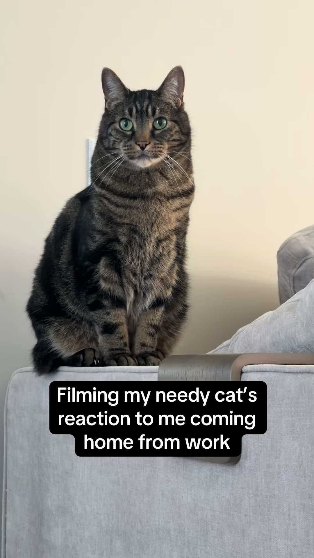 @Milo The Chonk