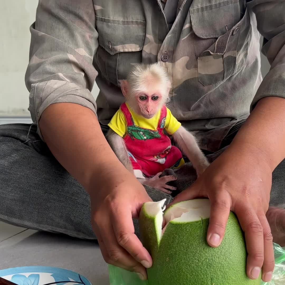 @Monkey TP