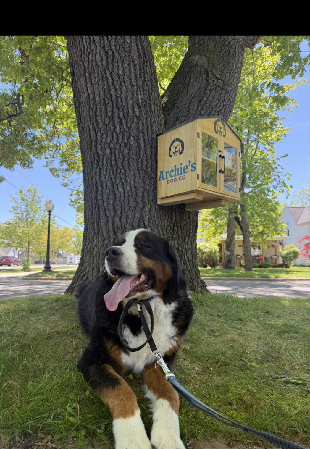 @Archie&rsquo;s Dog Co.