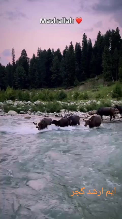 @M,Arshad kashmiri