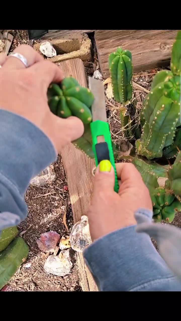 @cactifam