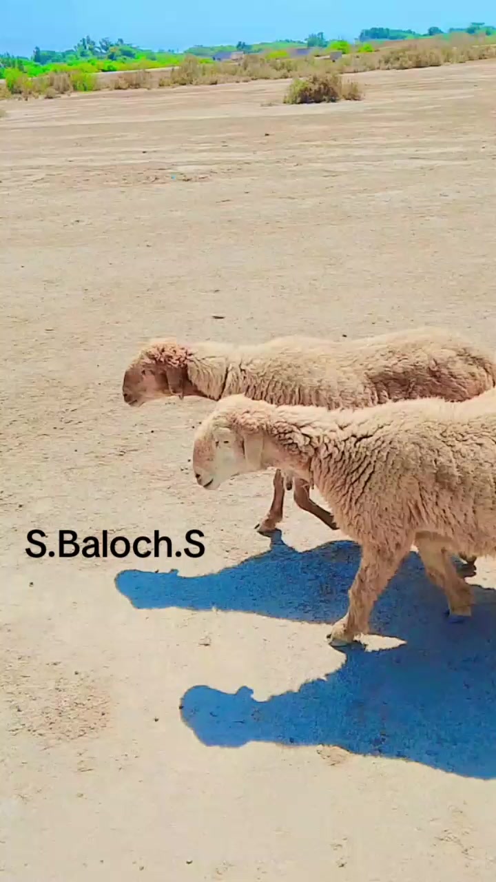 @S. عبدالشکیل بلوچS.