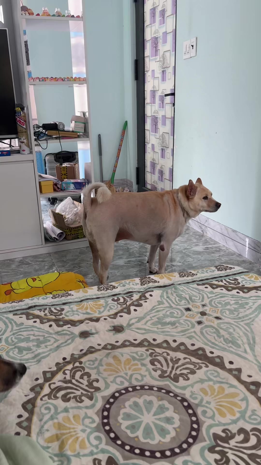 @Linky Hồ