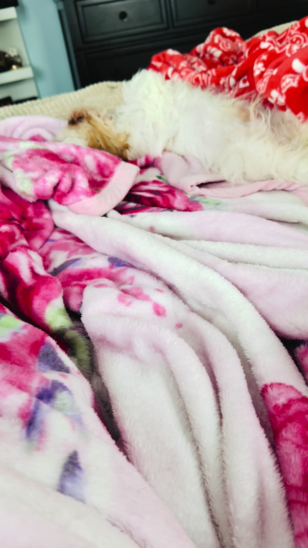 @Crisp&iacute;n_y_mia_shihtzu_puppies.