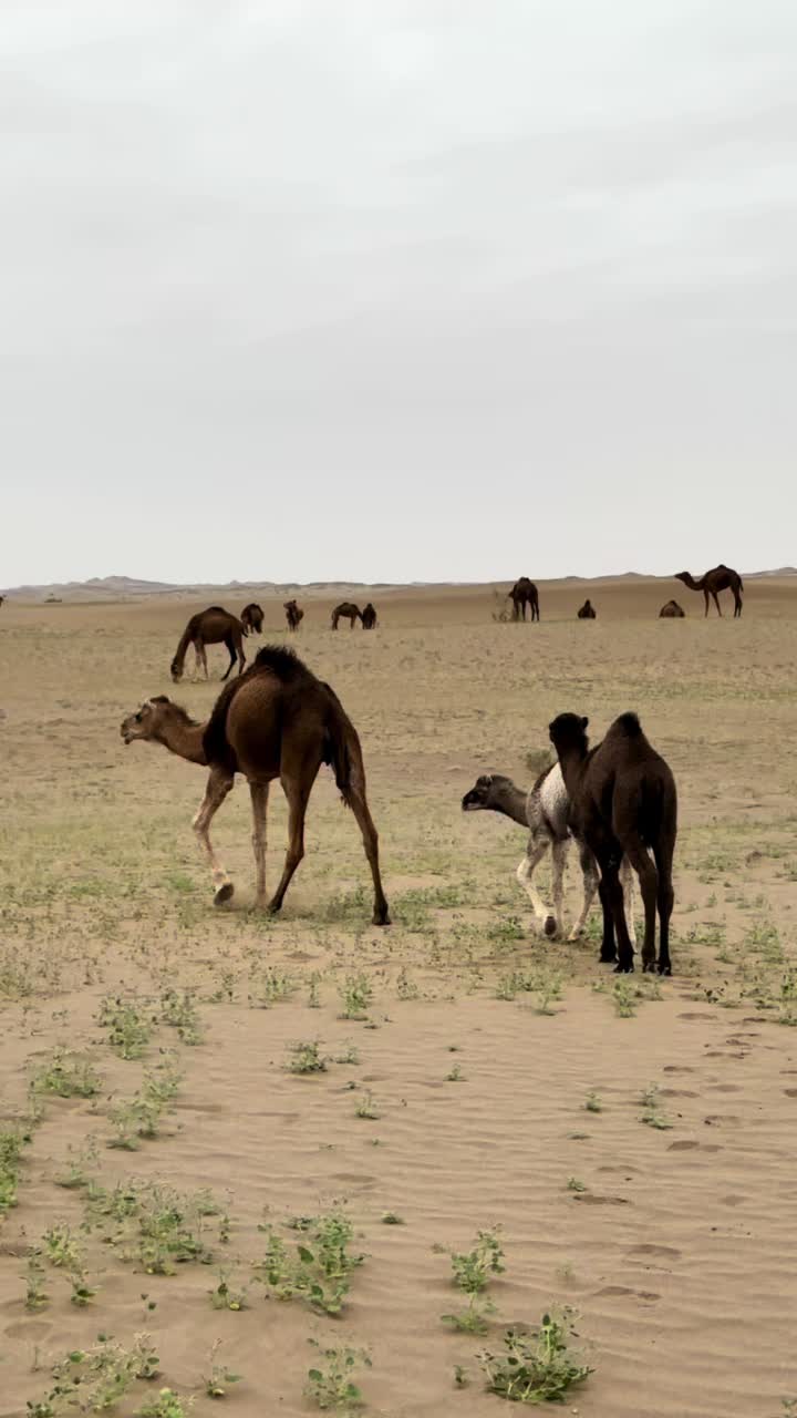 @بلوچستان عشق است 🐪🏜️🪶