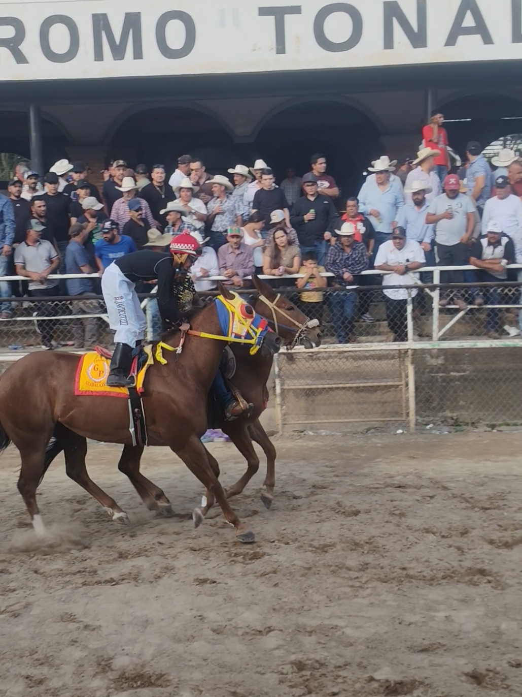 @carriles altos de jalisco🐎