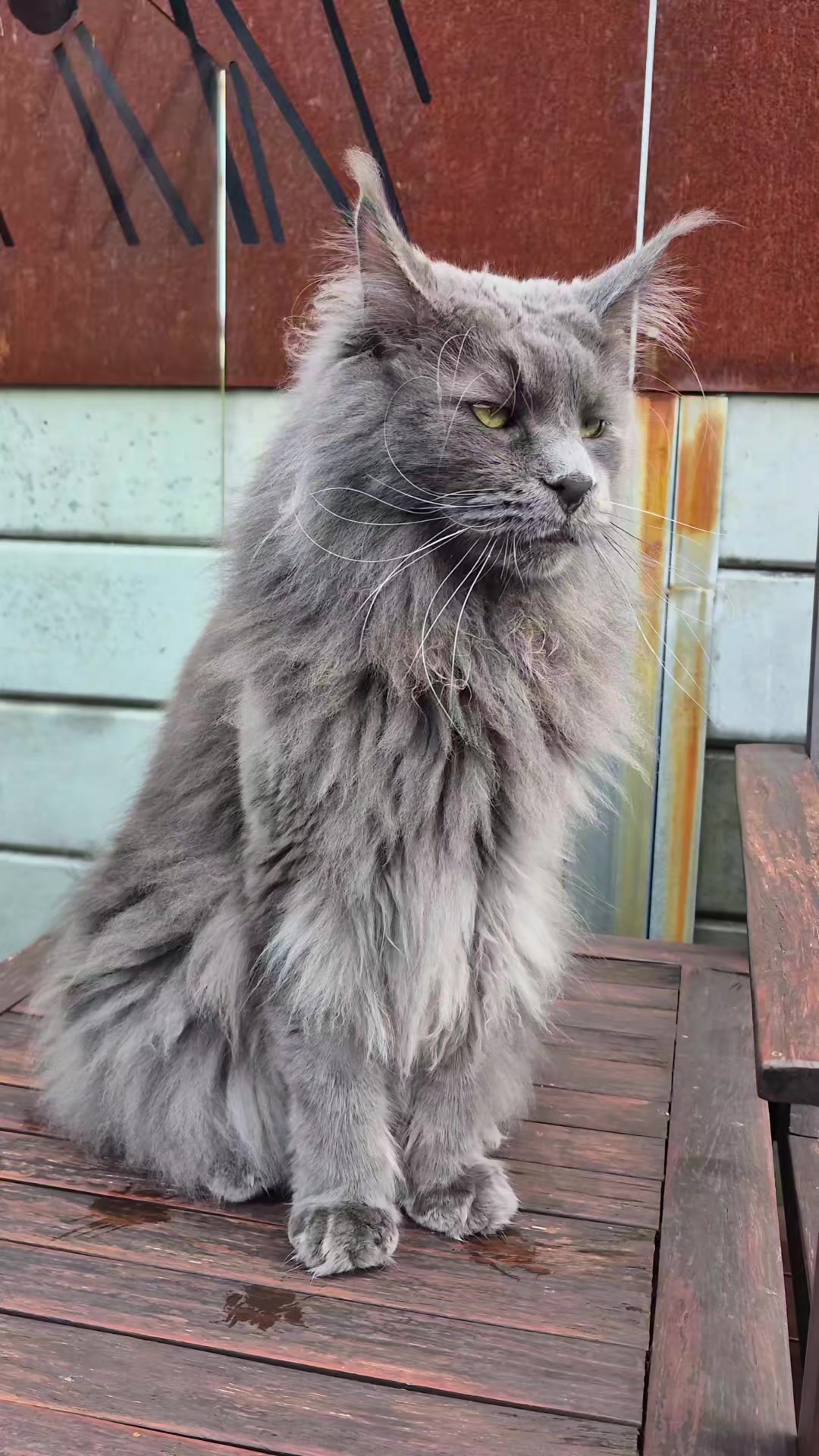 @Ragnar the Maine Coon 🐈