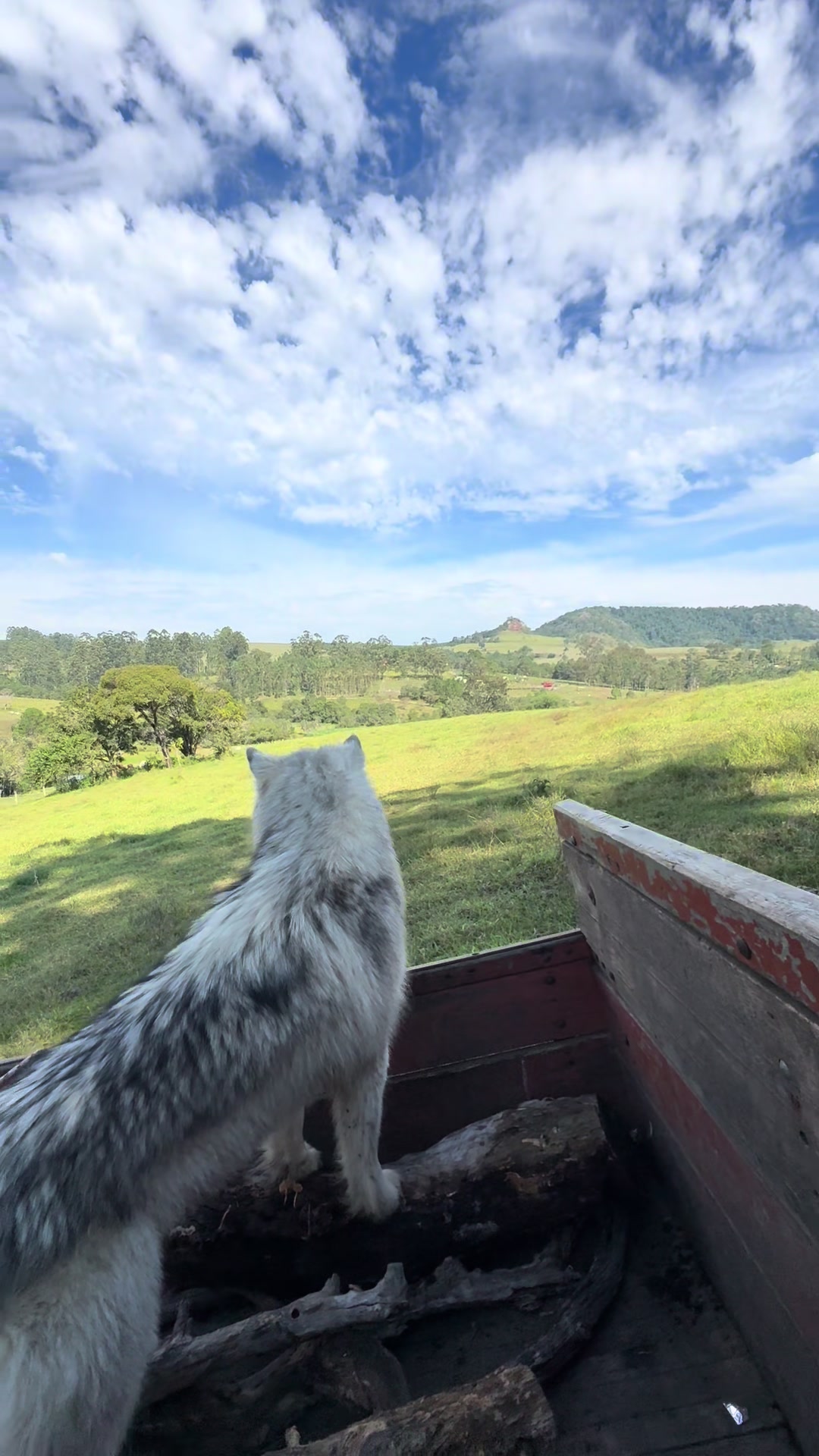 @Chorão