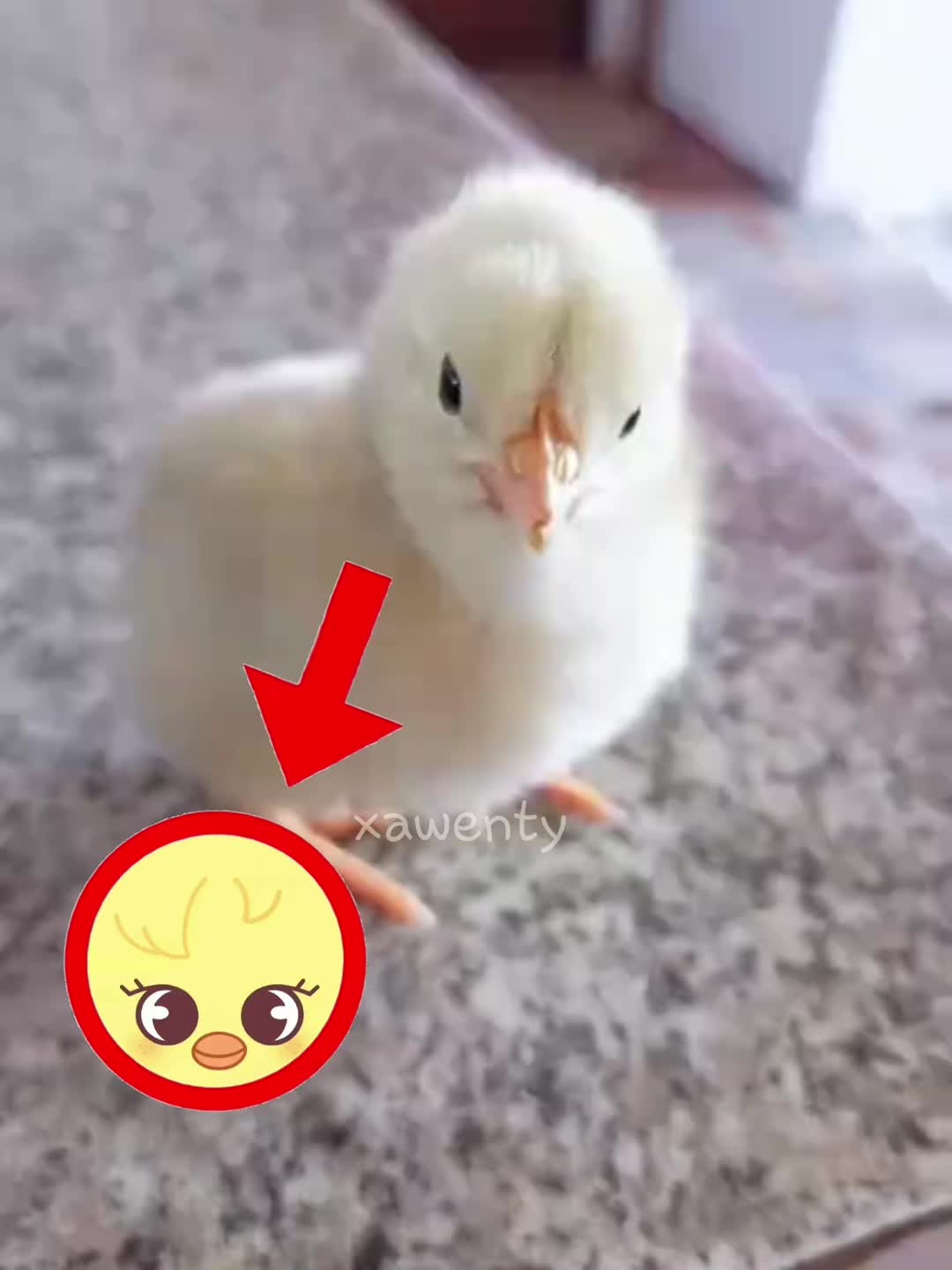 @хвинт