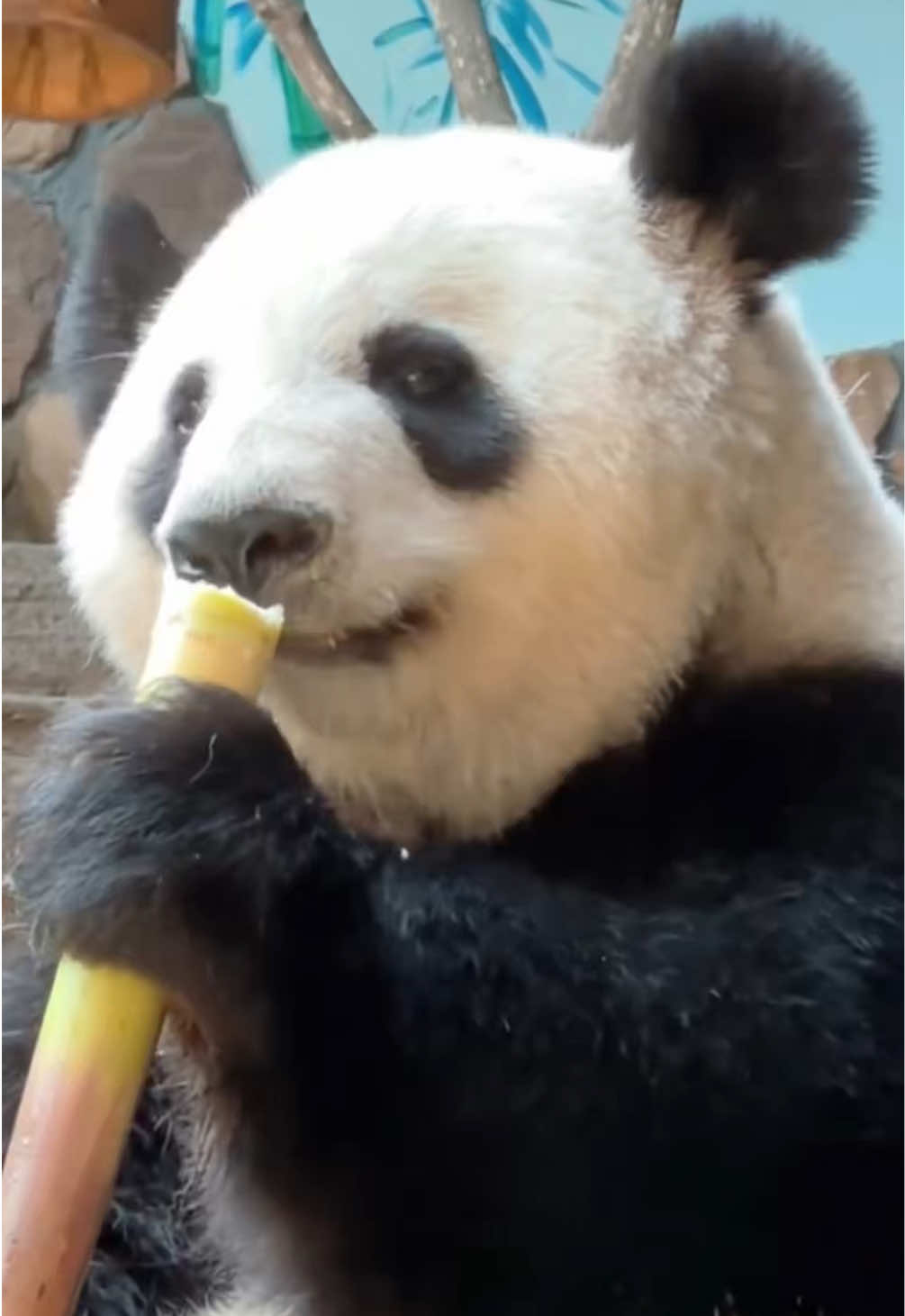 @Cute Animals 🐼