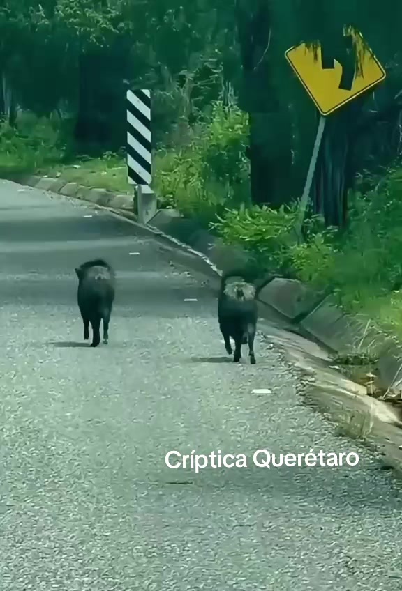 @Críptica