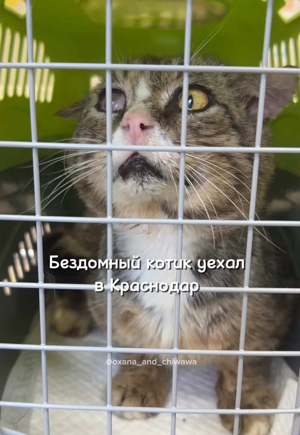 @Оксана & Чихуахуа Бонита