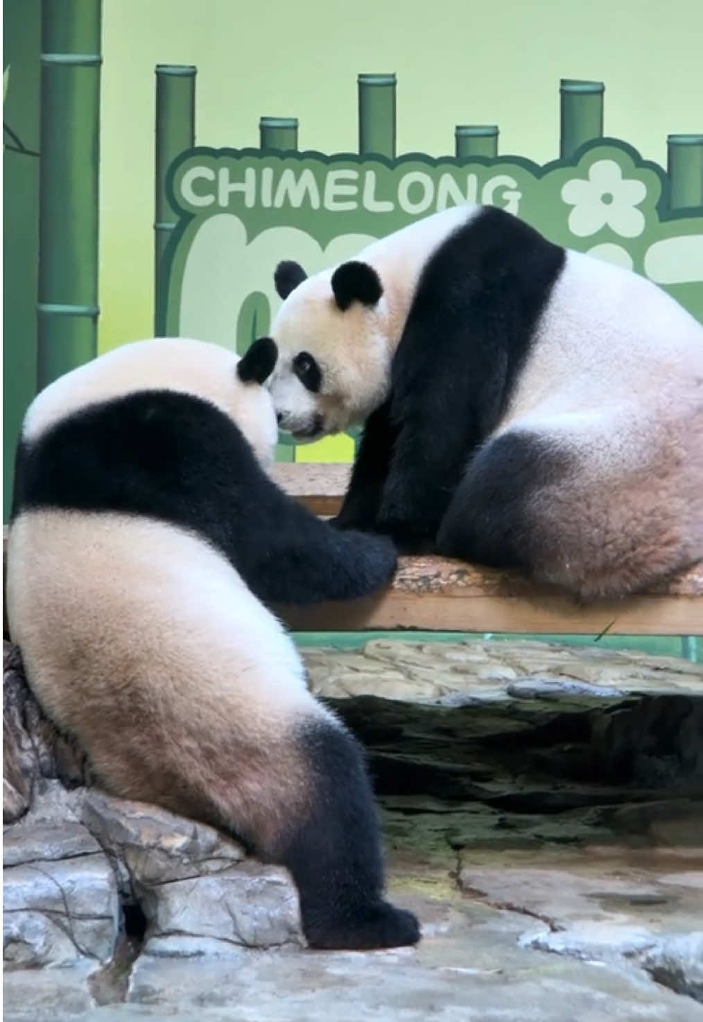 @熊猫妹珠🐼