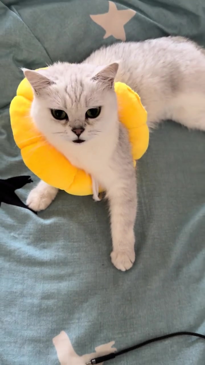 @Skibidi Cat