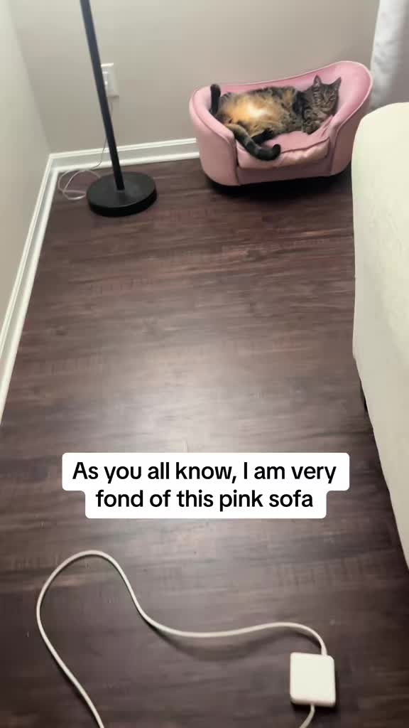 @Milo The Chonk
