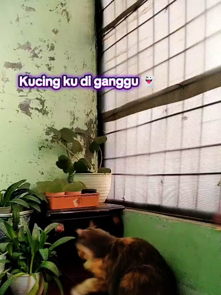 @Chiko Jelita