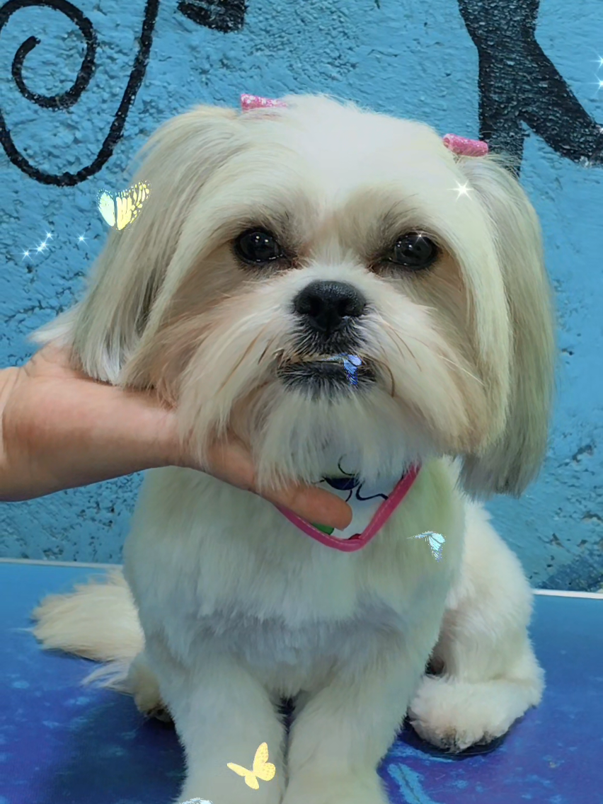@💈🐾DOG GROOMER🐾💈