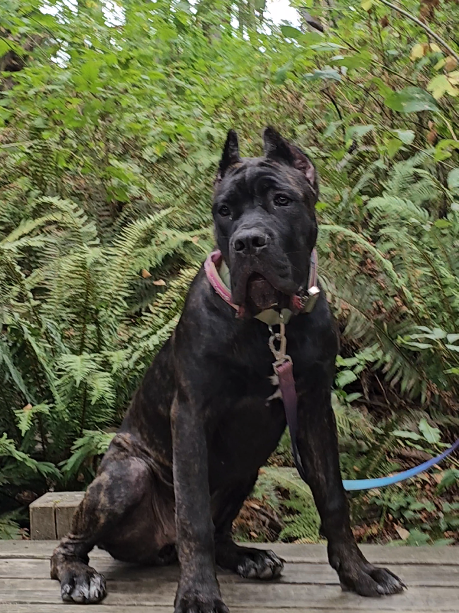 @SalmonCreekCaneCorso