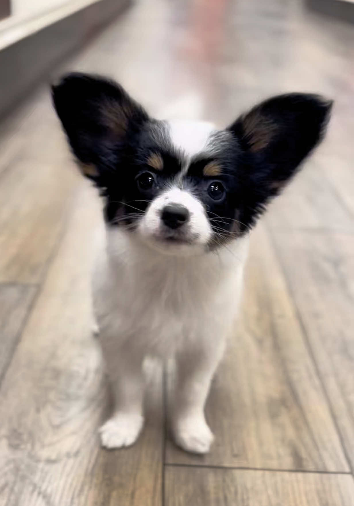 @Petland Oklahoma City