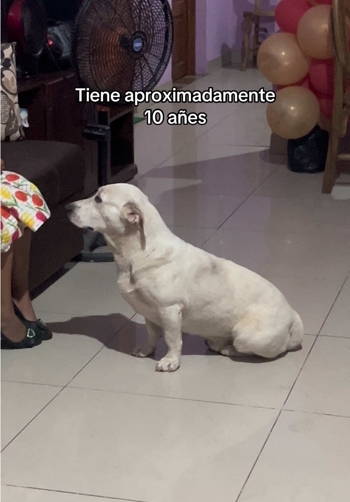 @lamachusita