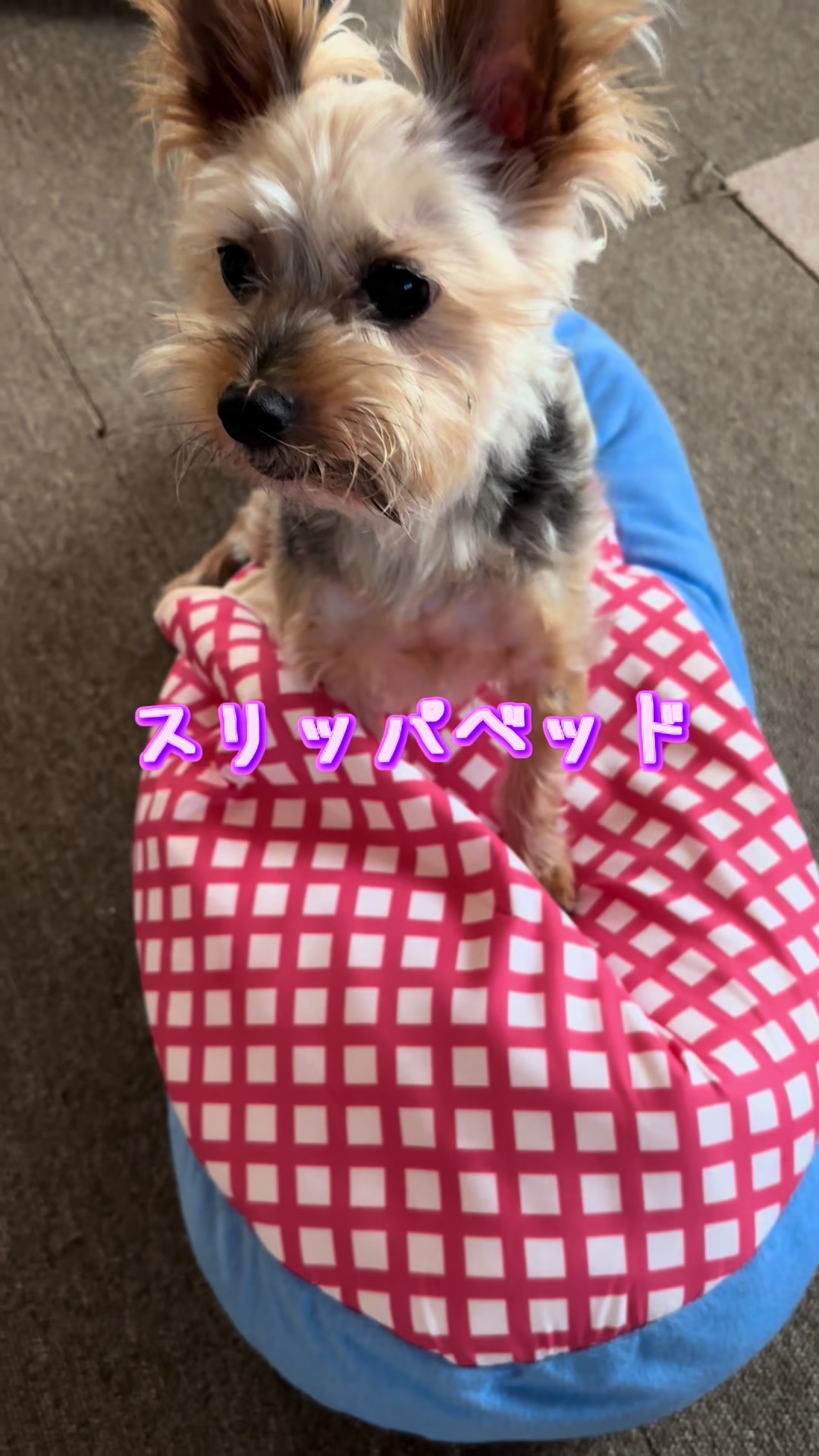 @🎀 ヨーキー のJulie and tia 🎀