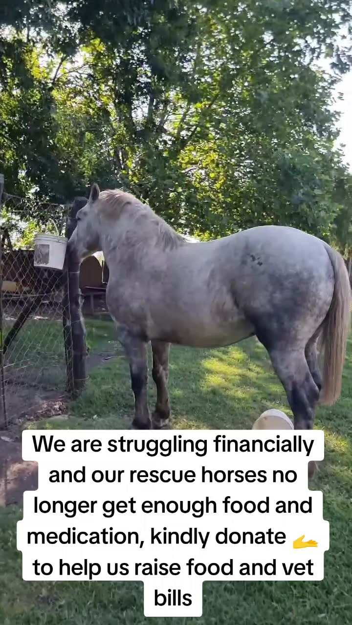 @angels.fleet.rescue