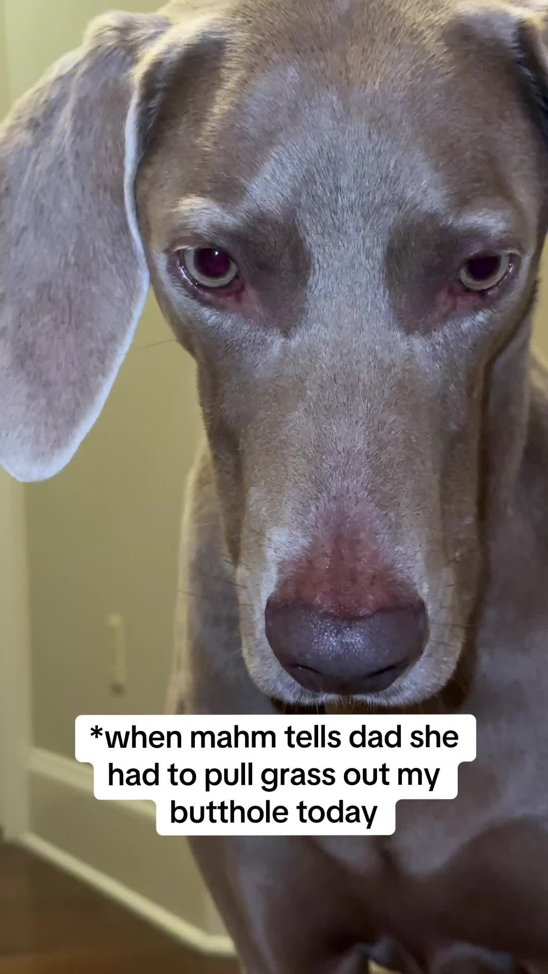 @Zoey the Weim