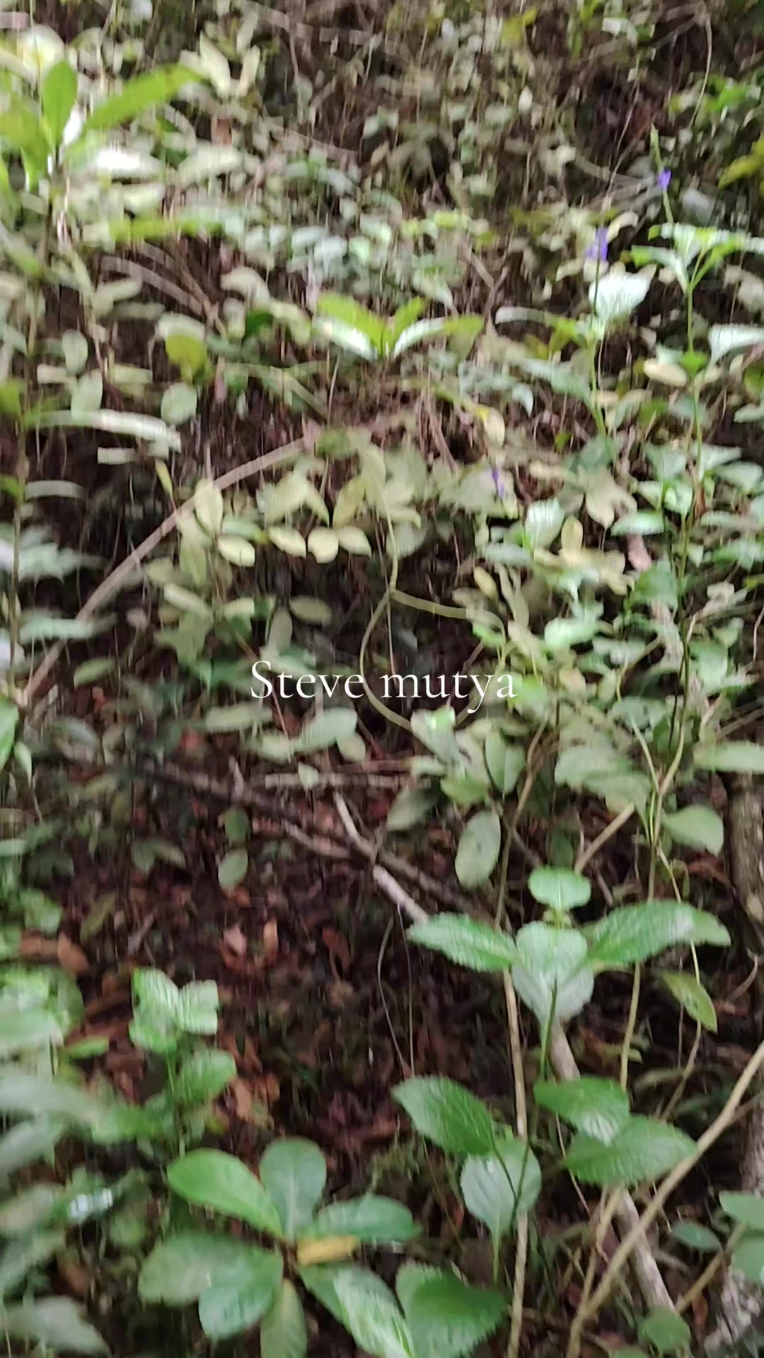 @Steve Mutya