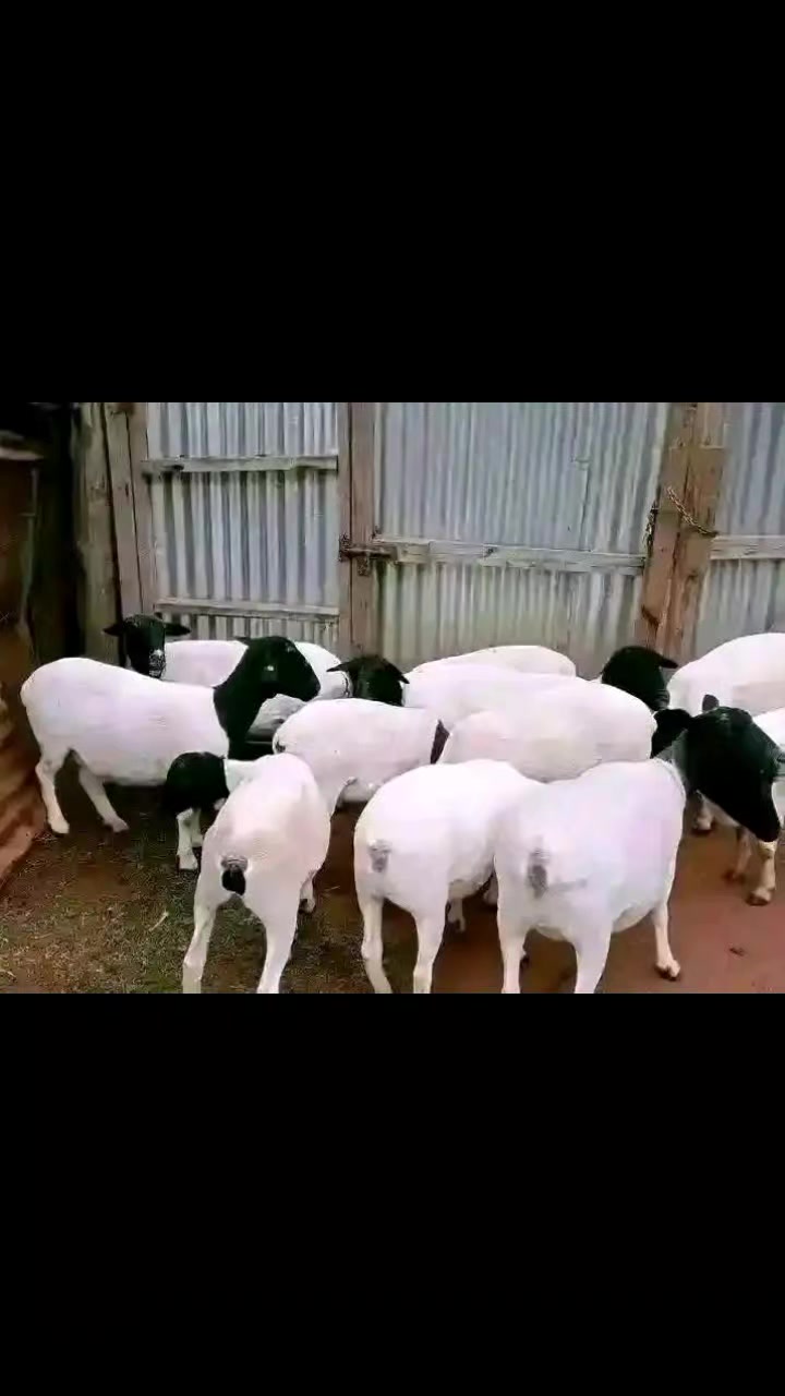 @Smart Farm Kenya