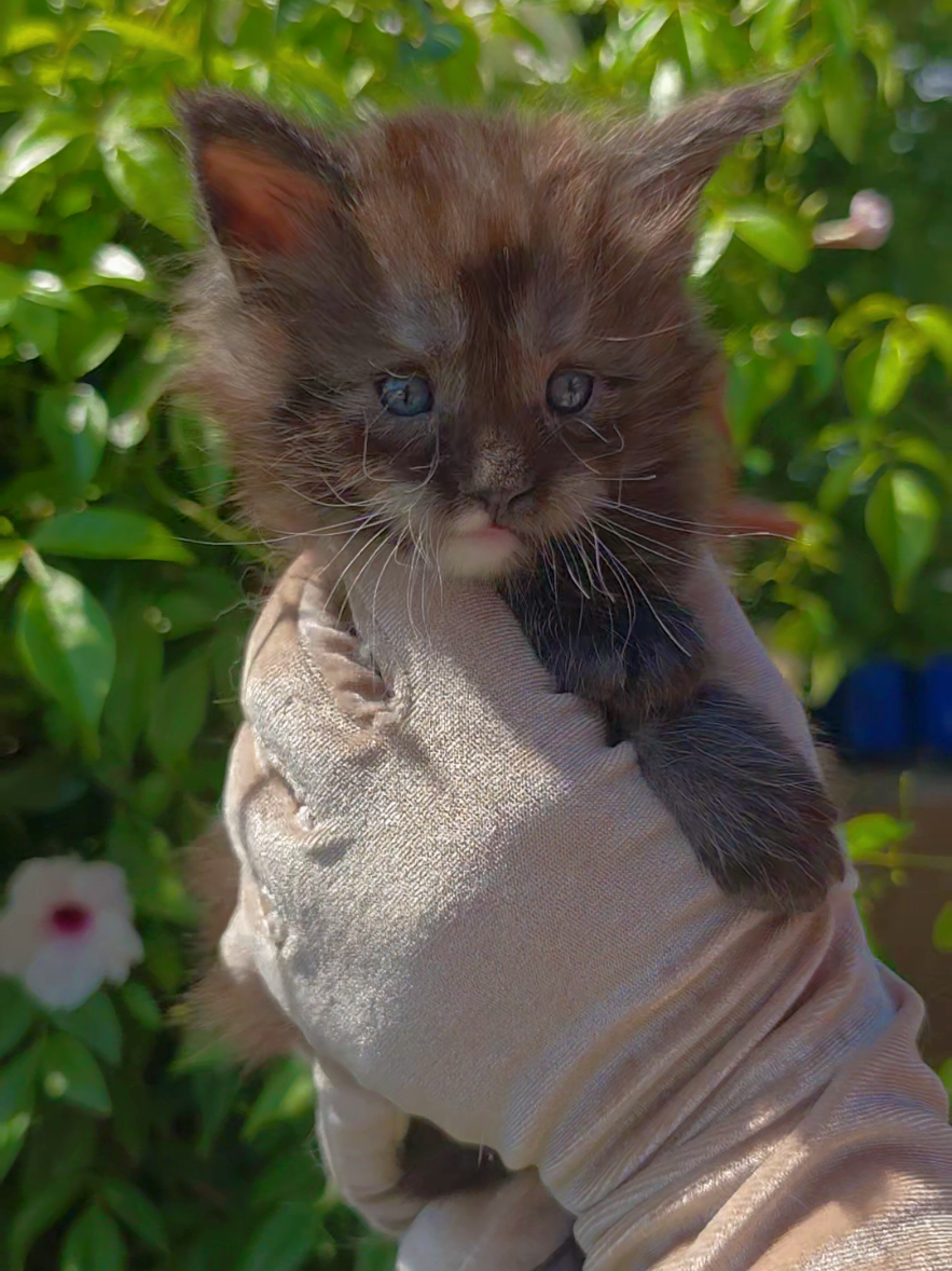 @Peaky Claws Cattery