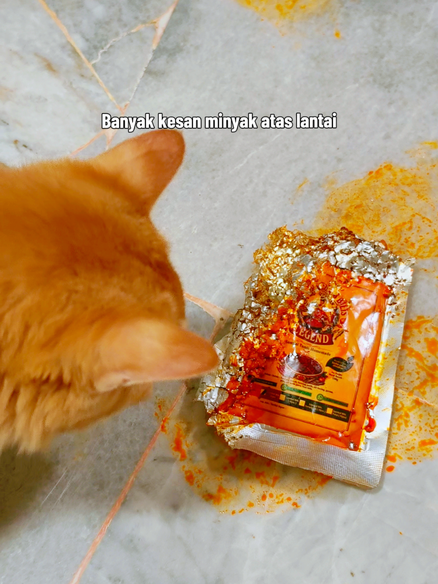 @Walin Fat Cat