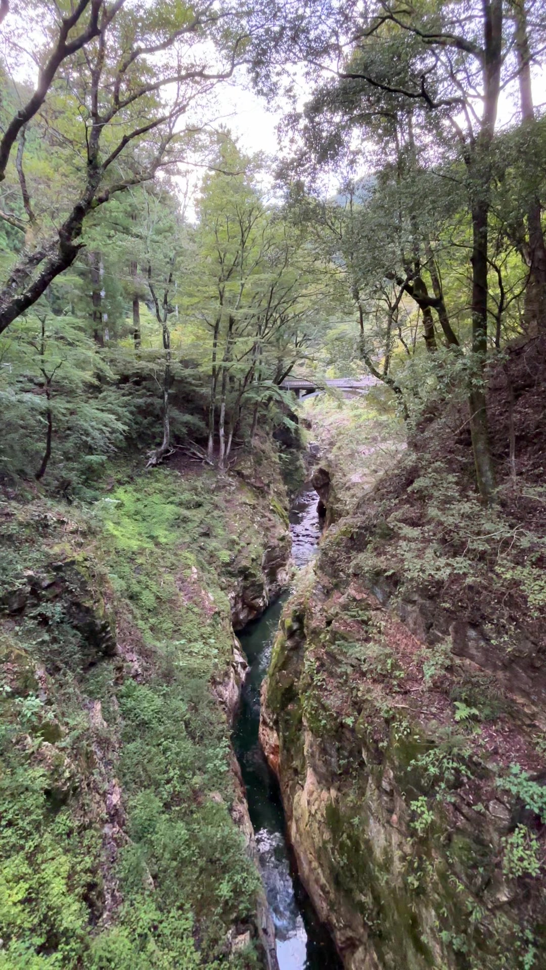 @YOHAKU.scenery