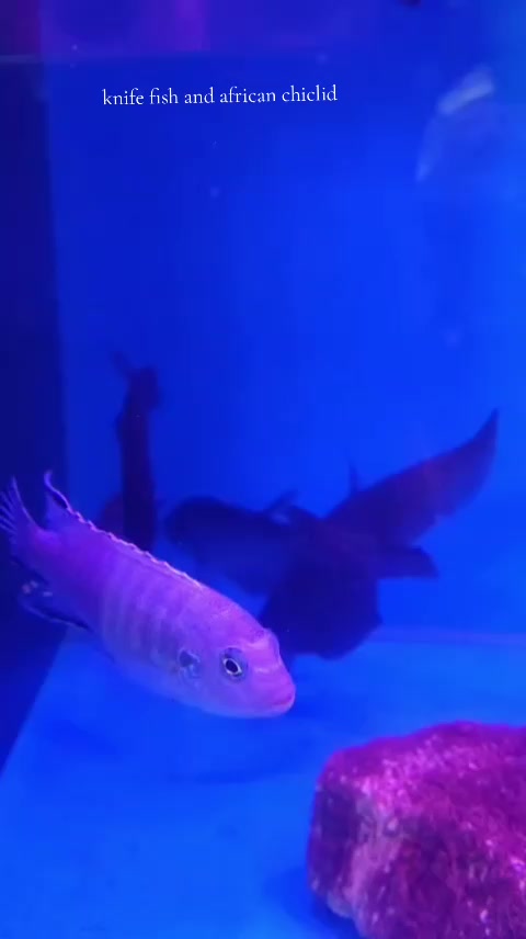 @Choice In Aqua