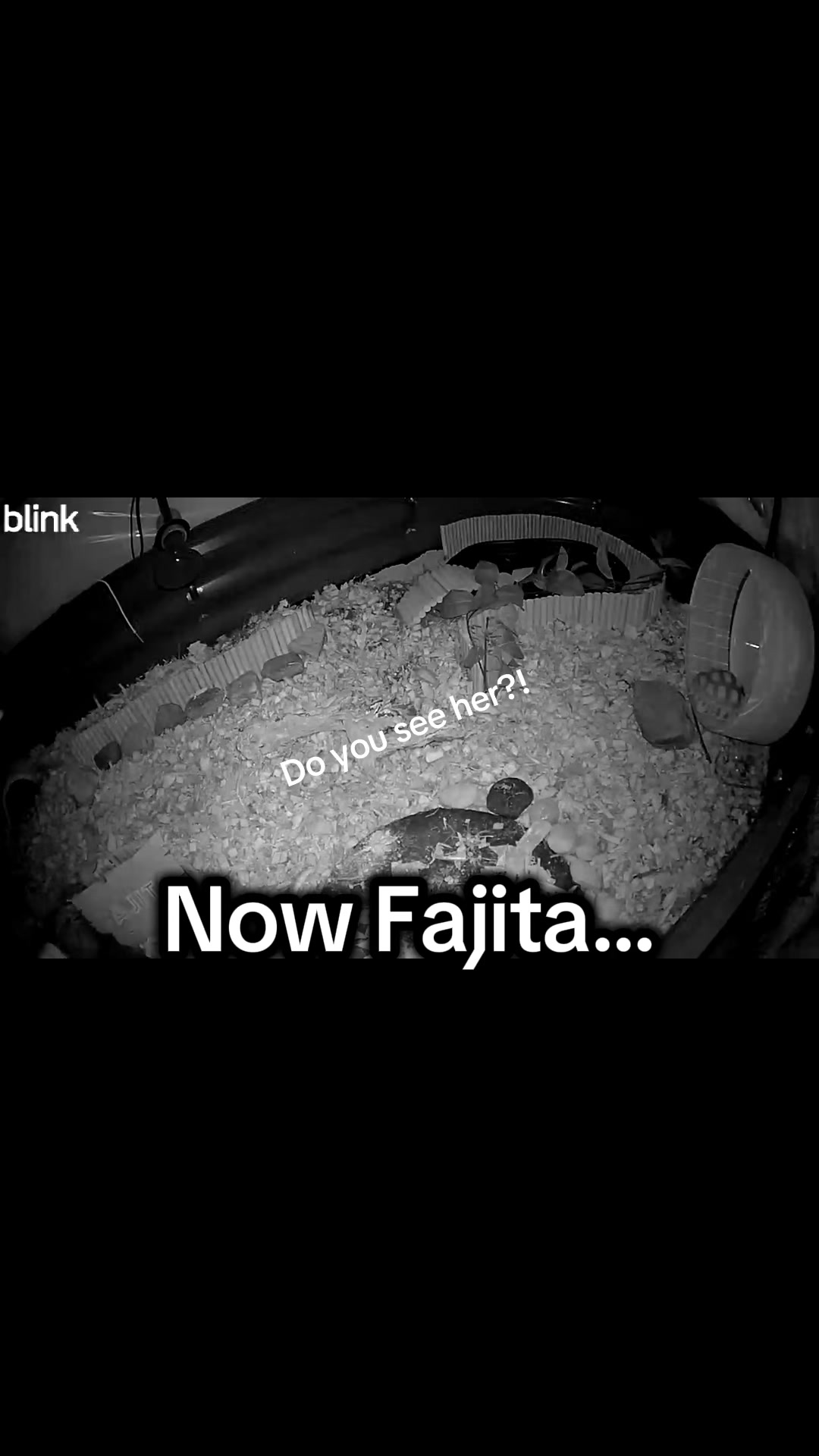@Fajita 🐢