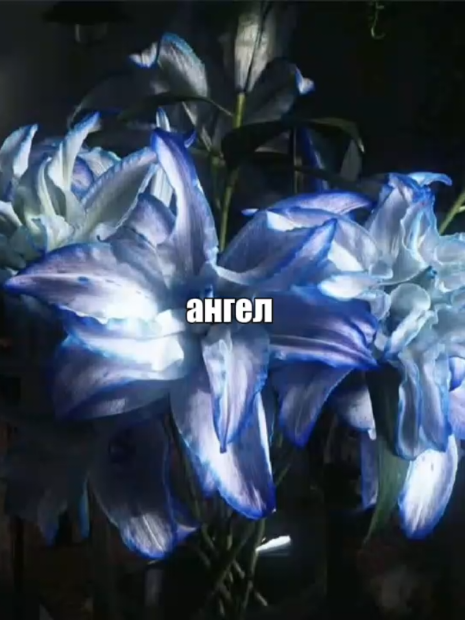 @винджии