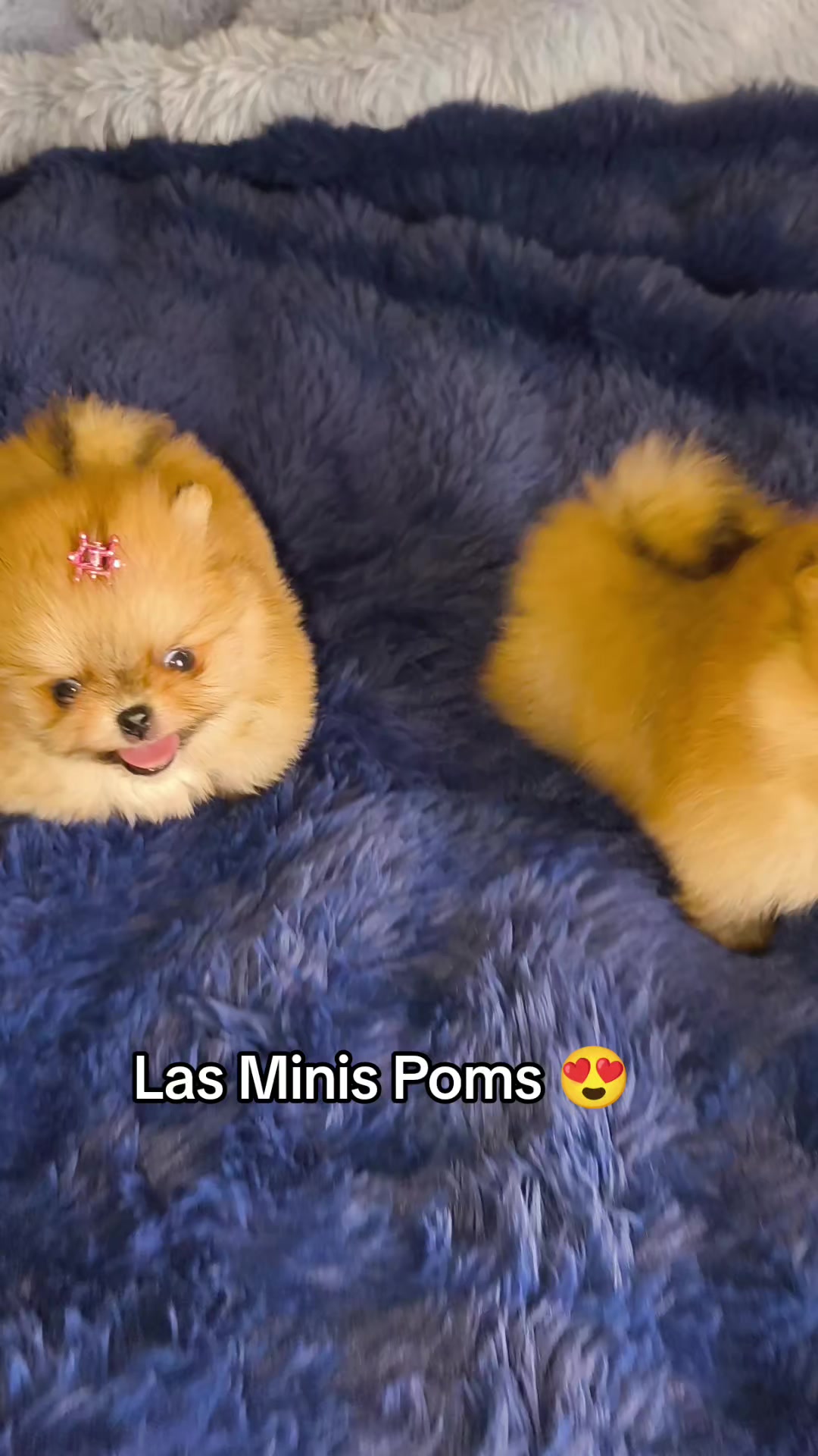 @Pomerania chile