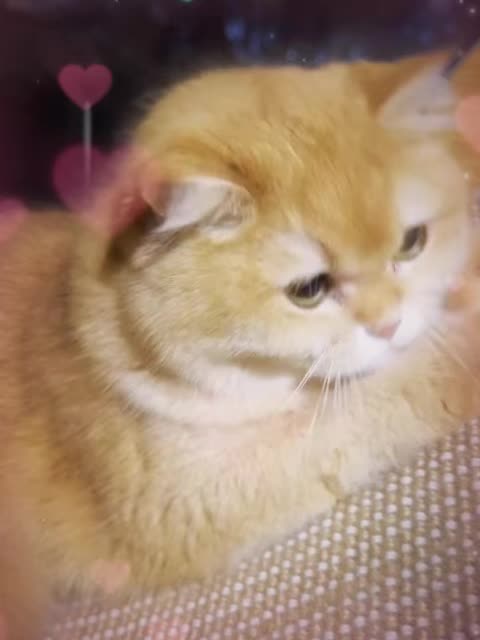 @VyyPilgrim72